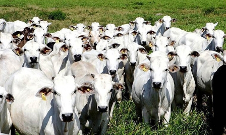 Supermercados europeus boicotam carne brasileira